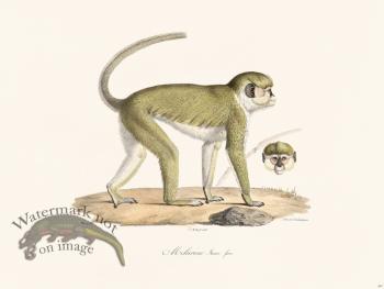 Cuvier 347 Melarine Young Fem